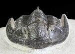 Rare, Tropidocoryphe Trilobite - Proetid With Axial Spines #64417-5